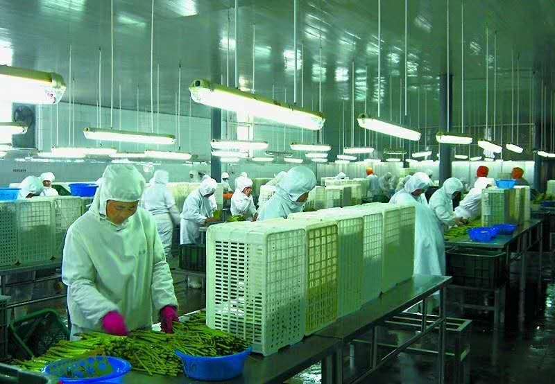 水饺洗菜车间.jpg